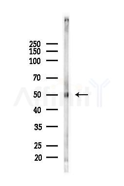 FLI1 Antibody - Western blot analysis of lysates from Mouse liver, using FLI1 Antibody at 1/1000 dilution.