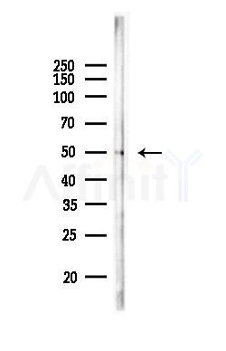 FLI1 Antibody - Western blot analysis of lysates from 3T3-L1 P6, using FLI1 Antibody at 1/1000 dilution.