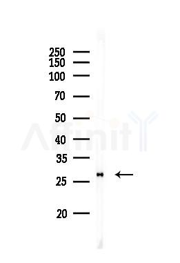 Galectin 3 Antibody - Western blot analysis of lysates from 3T3-L1 P6, using Galectin 3 Antibody at 1/1000 dilution.