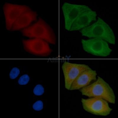 Granzyme B/H Antibody - AF0175 staining Hela cells(45min of heat-shock) by IF/ICC.