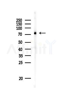 Grp75 Antibody - Western blot analysis of lysates from PC12 cells, using Grp75 Antibody at 1/1000 dilution.