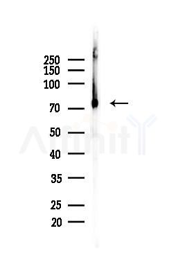 Grp75 Antibody - Western blot analysis of lysates from Mouse liver, using Grp75 Antibody at 1/1000 dilution.