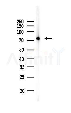 Grp75 Antibody - Western blot analysis of lysates from 3T3-L1 P6, using Grp75 Antibody at 1/1000 dilution.