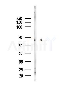 HDAC1 Antibody - Western blot analysis of lysates from Mouse testis, using HDAC1 Antibody at 1/1000 dilution.