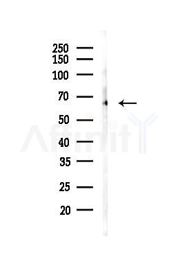 HDAC1 Antibody - Western blot analysis of lysates from 293 cells, using HDAC1 Antibody at 1/1000 dilution.