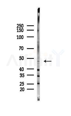 Cytokeratin 17 Antibody - Western blot analysis of lysates from PC12 cells, using Cytokeratin 17 Antibody at 1/1000 dilution.