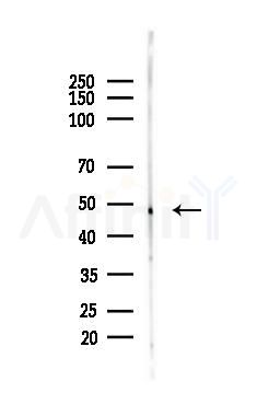 Cytokeratin 17 Antibody - Western blot analysis of lysates from Mouse testis, using Cytokeratin 17 Antibody at 1/1000 dilution.