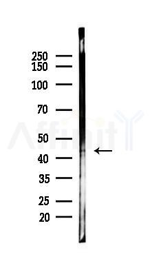 Cytokeratin 19 Antibody - Western blot analysis of lysates from HepG2 cells(starvation,24h treatment), using Cytokeratin 19 Antibody at 1/1000 dilution.