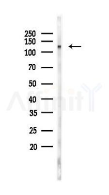 MCM2 Antibody - Western blot analysis of lysates from 293 cells, using MCM2 Antibody at 1/1000 dilution.