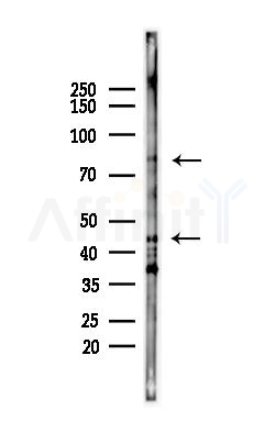 MDM2 Antibody - Western blot analysis of lysates from HepG2 cells(starvation,24h treatment), using MDM2 Antibody at 1/1000 dilution.