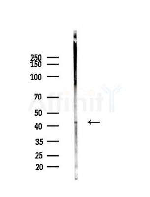 MMP23 Antibody - Western blot analysis of lysates from HepG2 cells(heat-shock,45min treatment), using MMP23 Antibody at 1/1000 dilution.