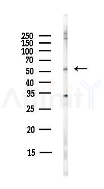 MMP3 Antibody - Western blot analysis of lysates from HepG2 cells(LPS,4h treatment), using MMP3 Antibody at 1/1000 dilution.