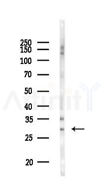 MMP7 Antibody - Western blot analysis of lysates from Mouse lung, using MMP7 Antibody at 1/1000 dilution.