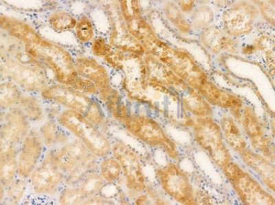 NSE Antibody - AF0223 at 1/100 staining human normal kidney tissue by IHC-P.