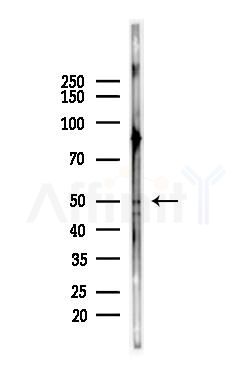 OCT3 Antibody - Western blot analysis of lysates from HepG2 cells(starvation,24h treatment), using OCT3 Antibody at 1/1000 dilution.