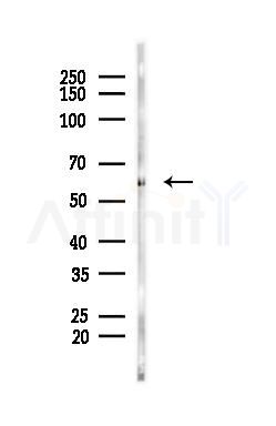 Osteopontin Antibody - Western blot analysis of lysates from PC12 cells, using Osteopontin Antibody at 1/1000 dilution.