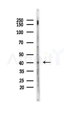Pax-5 Antibody - Western blot analysis of lysates from HepG2 cells(starvation,24h treatment), using Pax-5 Antibody at 1/1000 dilution.