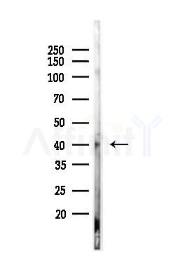 Pax-5 Antibody - Western blot analysis of lysates from 293 cells, using Pax-5 Antibody at 1/1000 dilution.