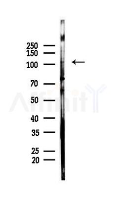 SHIP1 Antibody - Western blot analysis of lysates from PC12 cells, using SHIP1 Antibody at 1/1000 dilution.