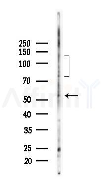 SHPS1 Antibody - Western blot analysis of lysates from Mouse testis, using SHPS1 Antibody at 1/1000 dilution.