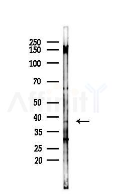 Synaptophysin Antibody - Western blot analysis of lysates from HepG2 cells(starvation,24h treatment), using Synaptophysin Antibody at 1/1000 dilution.