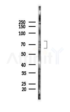 TGFBR2 Antibody - Western blot analysis of lysates from PC12 cells, using TGFBR2 Antibody at 1/1000 dilution.