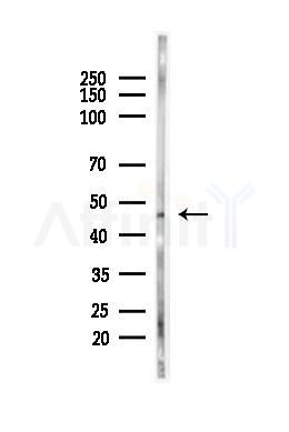TGF beta 2 Antibody - Western blot analysis of lysates from Mouse testis, using TGF beta 2 Antibody at 1/1000 dilution.