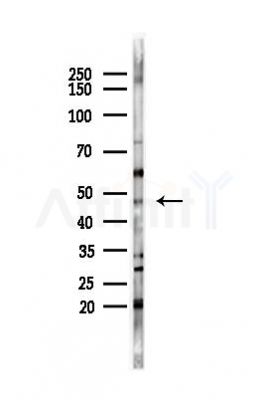 TGF beta 2 Antibody - Western blot analysis of lysates from HepG2 cells(starvation,24h treatment), using TGF beta 2 Antibody at 1/1000 dilution.