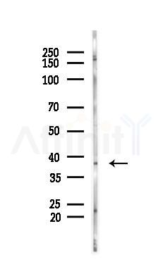 AOS1 Antibody - Western blot analysis of lysates from PC12 cells, using AOS1 Antibody at 1/1000 dilution.