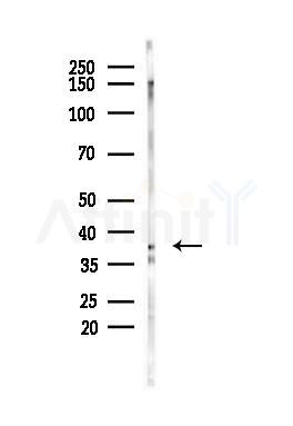 AOS1 Antibody - Western blot analysis of lysates from HepG2 cells(starvation,24h treatment), using AOS1 Antibody at 1/1000 dilution.