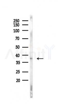 AOS1 Antibody - Western blot analysis of lysates from 293 cells, using AOS1 Antibody at 1/1000 dilution.