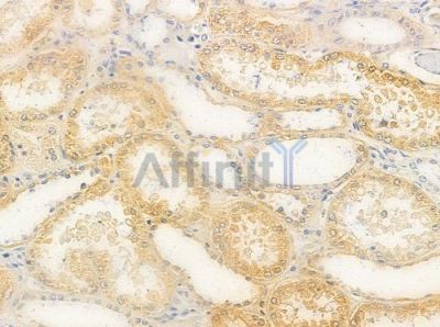 CDK7 Antibody - AF0267 at 1/100 staining human normal kidney tissue by IHC-P.