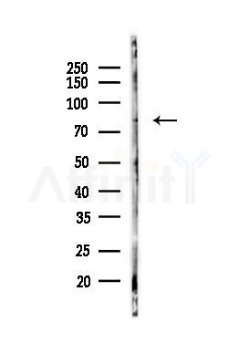 SENP1 Antibody - Western blot analysis of lysates from 293 cells, using SENP1 Antibody at 1/1000 dilution.