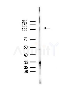 UBE1L Antibody - Western blot analysis of lysates from PC12 cells, using UBE1L Antibody at 1/1000 dilution.