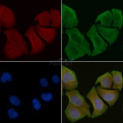 RPL10 Antibody - AF0293 staining Hela cells by IF/ICC.