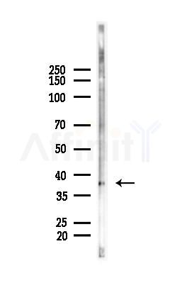 XRCC3 Antibody - Western blot analysis of lysates from PC12 cells, using XRCC3 Antibody at 1/1000 dilution.