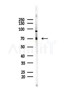 Ku70 Antibody - Western blot analysis of lysates from PC12 cells, using Ku70 Antibody at 1/1000 dilution.