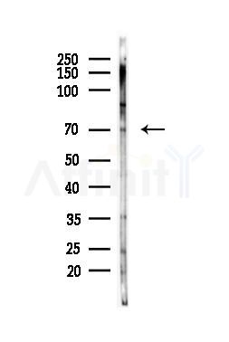 Ku70 Antibody - Western blot analysis of lysates from Mouse testis, using Ku70 Antibody at 1/1000 dilution.