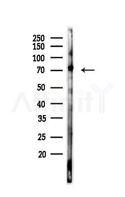 Ku70 Antibody - Western blot analysis of lysates from 293 cells, using Ku70 Antibody at 1/1000 dilution.
