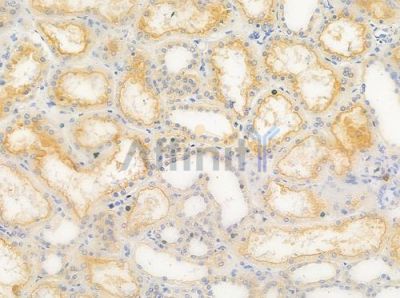 HGS Antibody - AF0316 at 1/100 staining human normal kidney tissue by IHC-P.