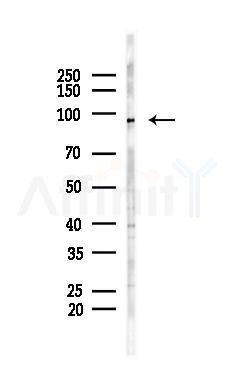 Clock Antibody - Western blot analysis of lysates from PC12 cells, using Clock Antibody at 1/1000 dilution.