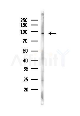 Clock Antibody - Western blot analysis of lysates from 293 cells, using Clock Antibody at 1/1000 dilution.