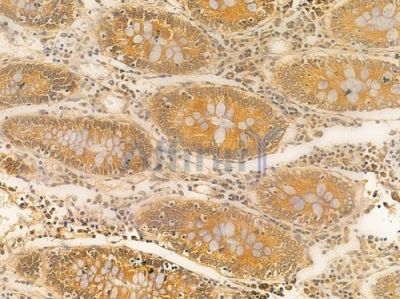 Clock Antibody - AF0323 at 1/100 staining human normal colon tissue by IHC-P.