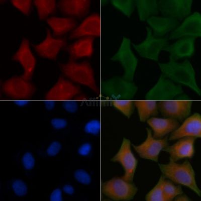 TWEAK Antibody - AF0328 staining Hela cells by IF/ICC.