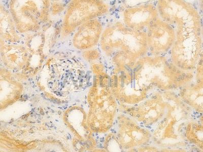 TWEAK Antibody - AF0328 at 1/100 staining human normal kidney tissue by IHC-P.