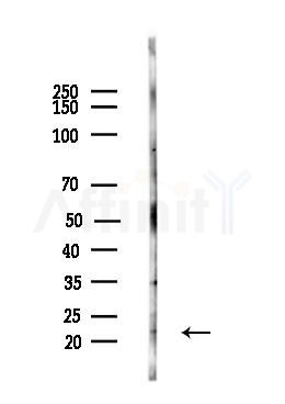Musculin Antibody - Western blot analysis of lysates from HepG2 cells(heat-shock,45min treatment), using Musculin Antibody at 1/1000 dilution.