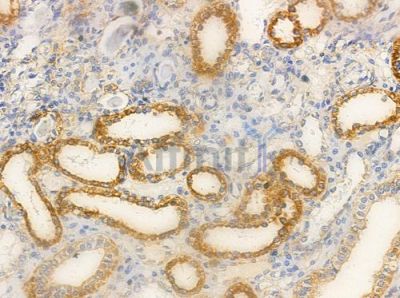 NDUC2 Antibody - AF0351 at 1/100 staining human normal kidney tissue by IHC-P.