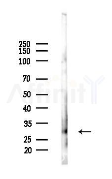 PTTG1 Antibody - Western blot analysis of lysates from Mouse liver, using PTTG1 Antibody at 1/1000 dilution.