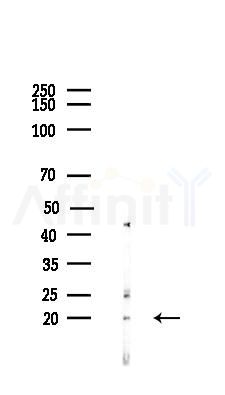 Histone H1.0 Antibody - Western blot analysis of lysates from HepG2 cells(heat-shock,45min treatment), using Histone H1.
