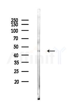 ATG4B Antibody - Western blot analysis of lysates from B16F10-LUC cells, using ATG4B Antibody at 1/1000 dilution.